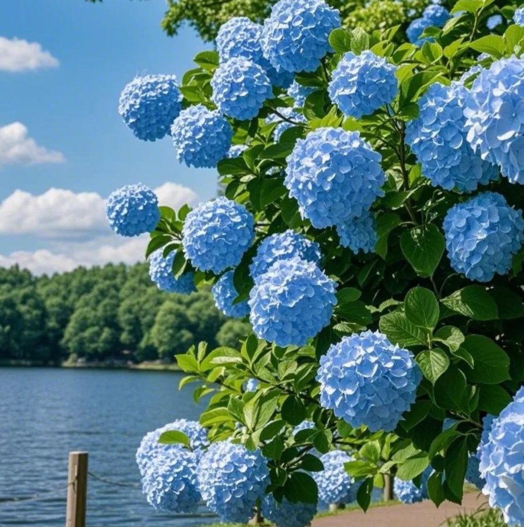 💙Hortenzia magok – Óriási virágok, a színt te irányítod