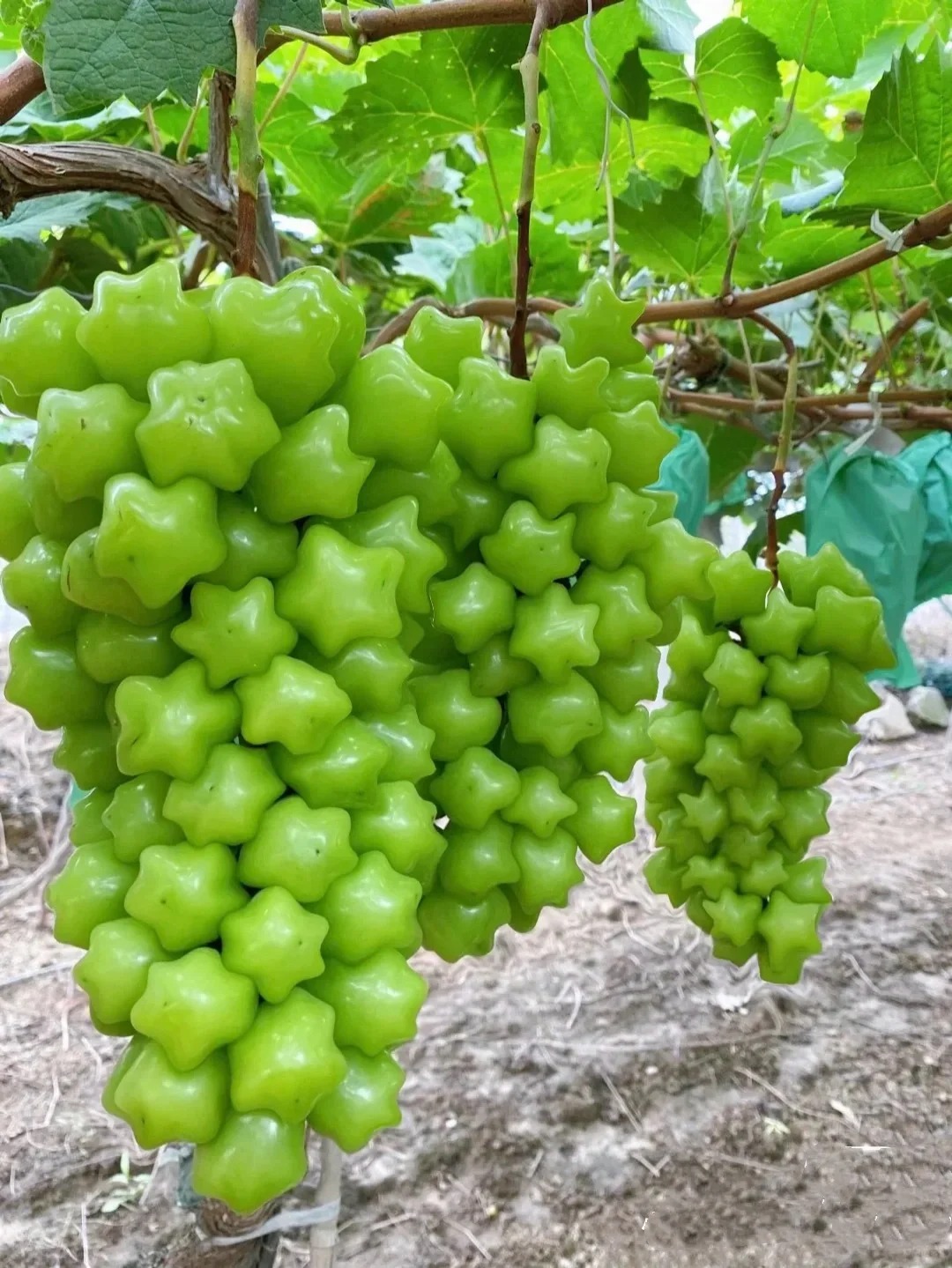 🎆Akcia🥂Zriedkavá a nádherná odroda🌟 Semienka hviezdneho hrozna 🍇
