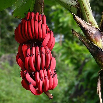 Prémiové semená banánov RED DACCA 🍌✨