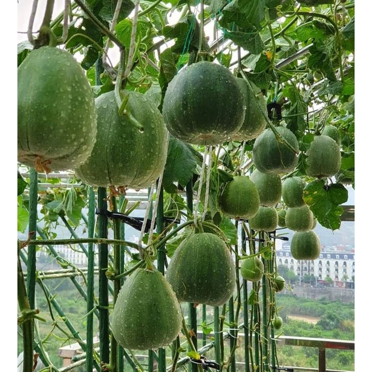 🍈 Semiá medového melónu – Vysoká klíčivosť, bohatá úroda ✅