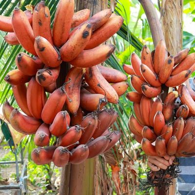 Prémiové semená banánov RED DACCA 🍌✨