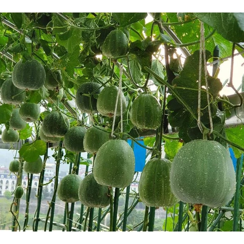 🍈 Semiá medového melónu – Vysoká klíčivosť, bohatá úroda ✅