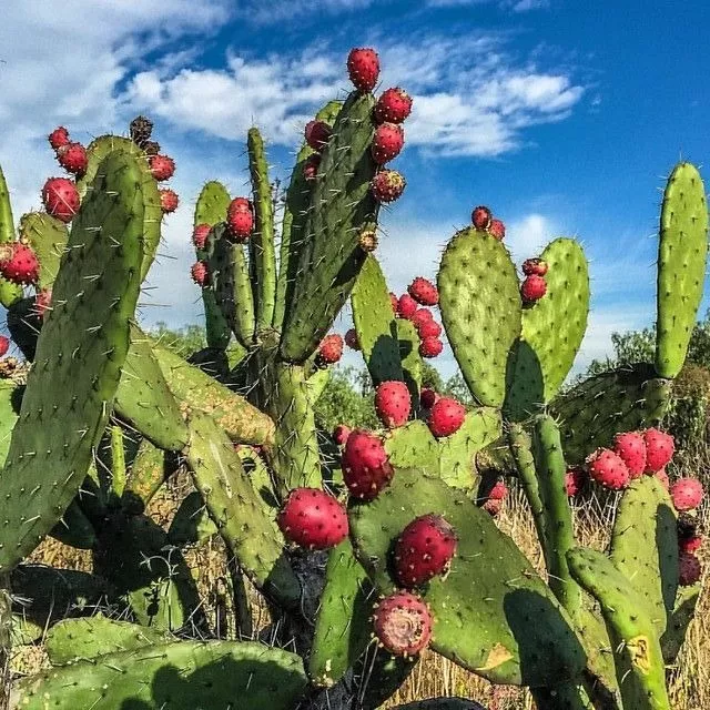 🌵 Ovocný kaktus | Sladké plody trvalo celoročne 😋