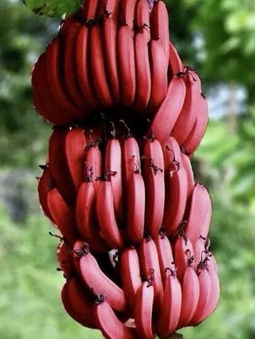 Prémiové semená banánov RED DACCA 🍌✨
