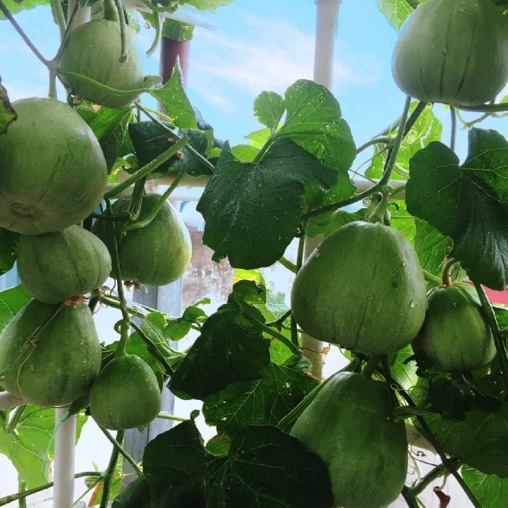 🍈 Semiá medového melónu – Vysoká klíčivosť, bohatá úroda ✅