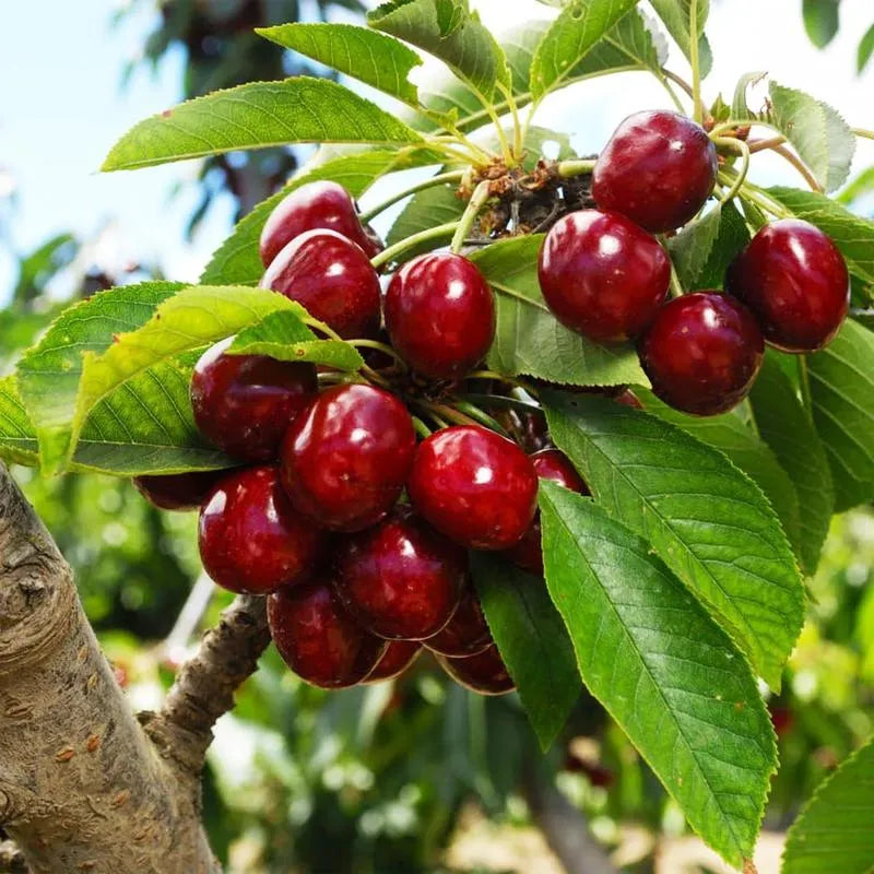 🌟 Obrovské sladké čerešňové semienka – pestujte obrovské, šťavnaté čerešne doma! 🍒✨