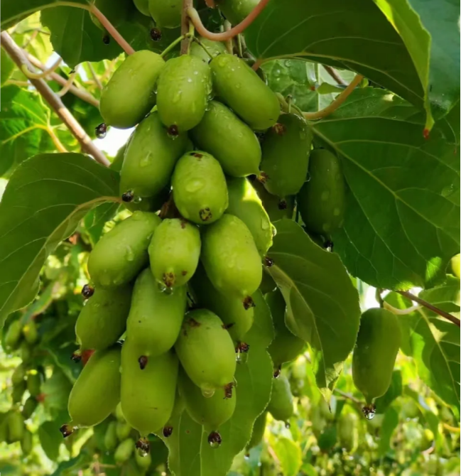 🥝Mäkké semená kivi-Sladké a pikantné