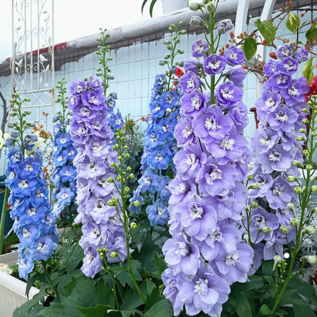 💐 Double Delphinium — Towering Spikes, Packed Petals