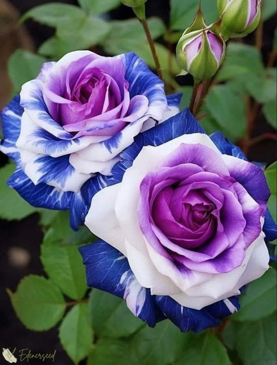💙Semená ruže Blue Enchantress✨