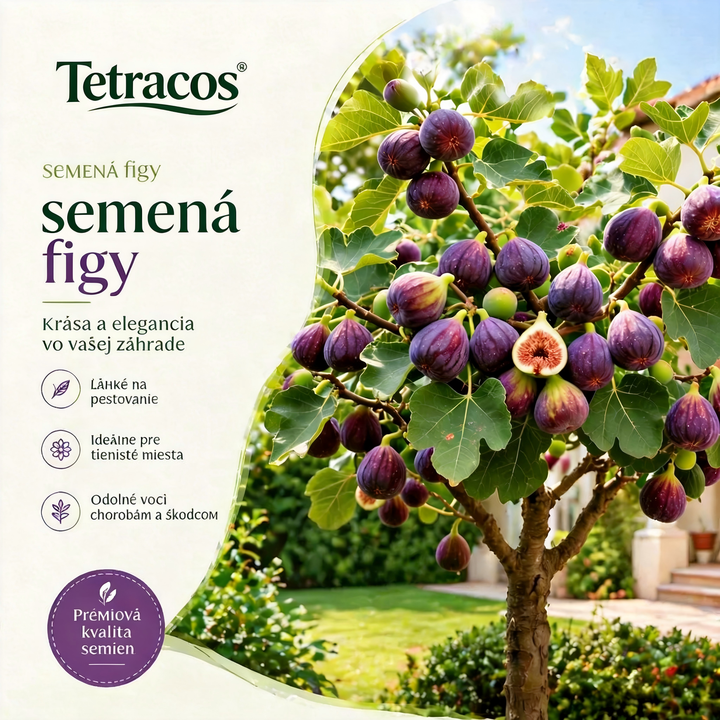 🏆PREDÁNO viac ako 65 000 kusov!🌿Živé semená figovníku Mission Fig Tree – Ľahko sa pestujú na verande a balkóne doma