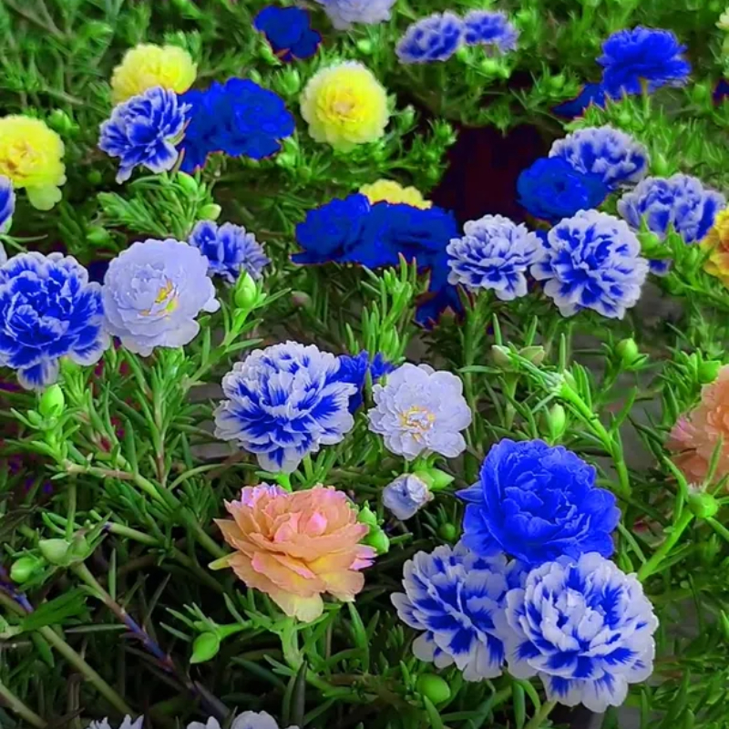 🌹Moss Rose——Immortal Flower