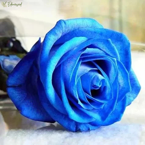💙Semená ruže Blue Enchantress✨