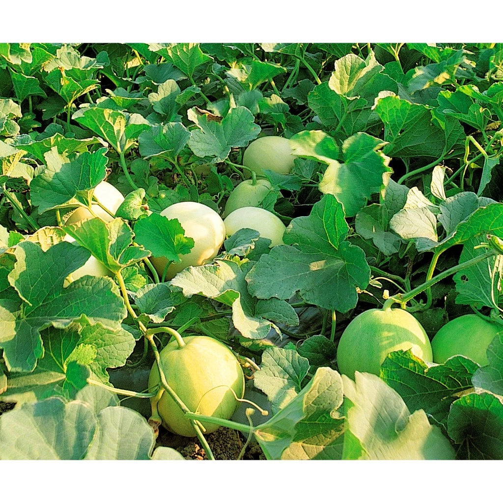 🍈 Semiá medového melónu – Vysoká klíčivosť, bohatá úroda ✅