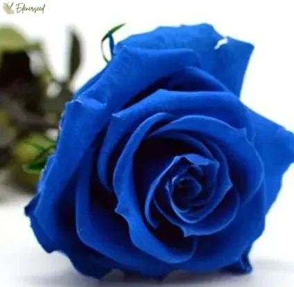 💙Semená ruže Blue Enchantress✨