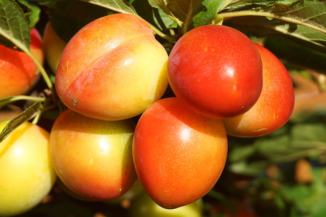 Slivka 🍑 – Sladké domáce ovocie z vlastnej záhrady