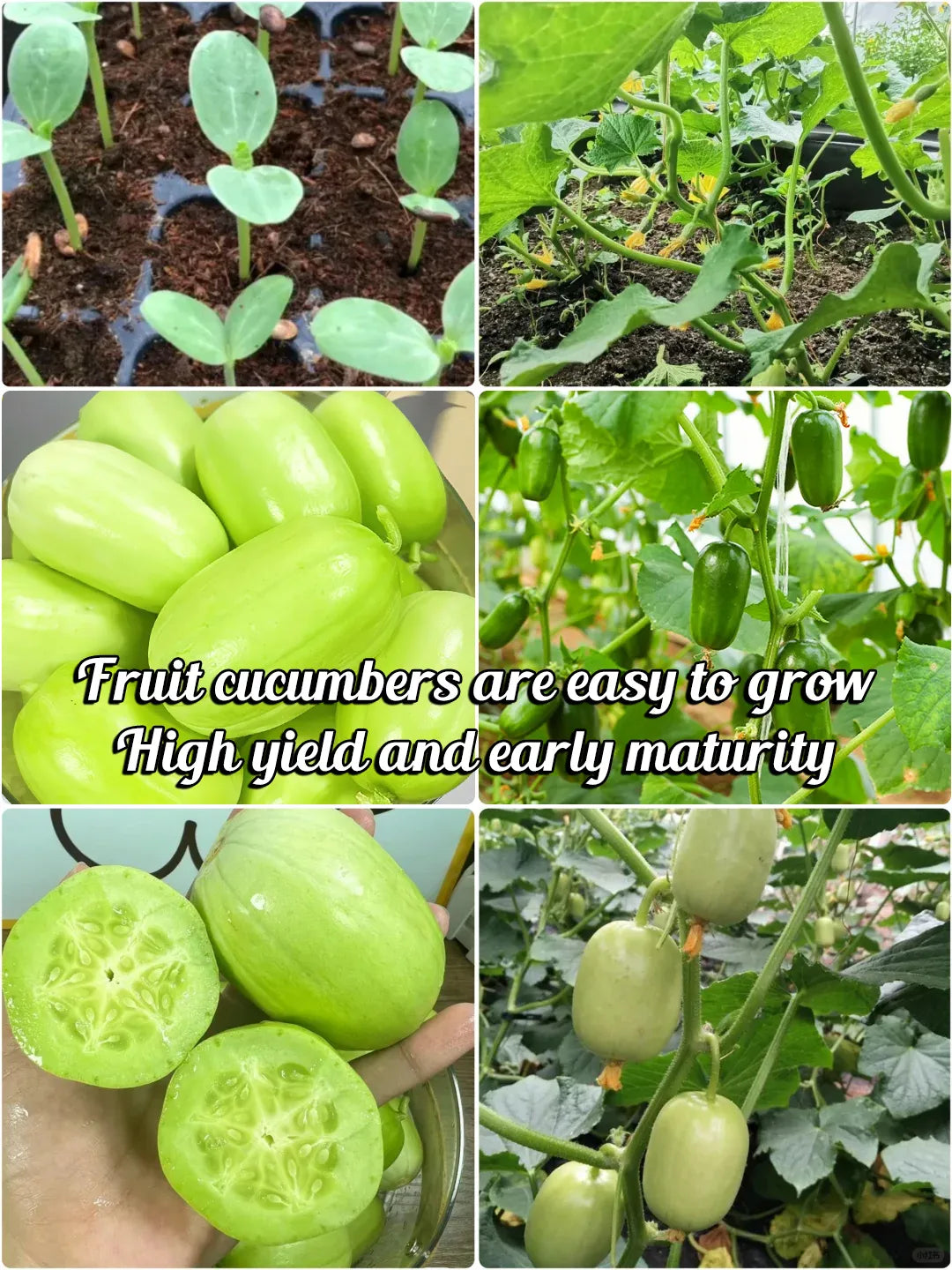 🌟 Semená uhorky Jade Lady🥒 Osviežujúce, chrumkavé a jemné🍃 prvá voľba pre pochúťku!