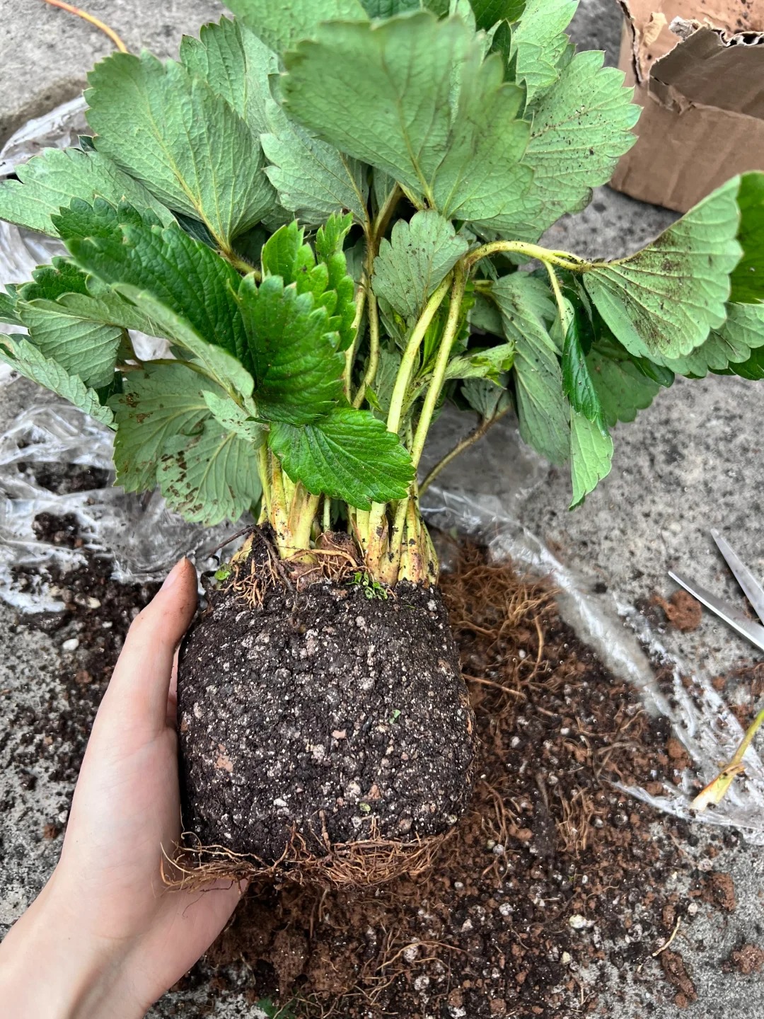 Нови оферти🍓Семена за саксийно растение джудже ягода