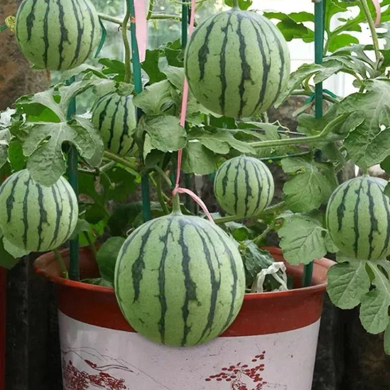 🍉 Semena melónu na potted