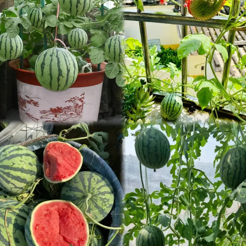🍉 Semena melónu na potted