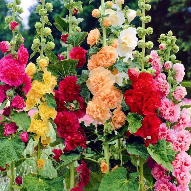 🌸Semená slezu dvojtého – ľahko sa pestujú