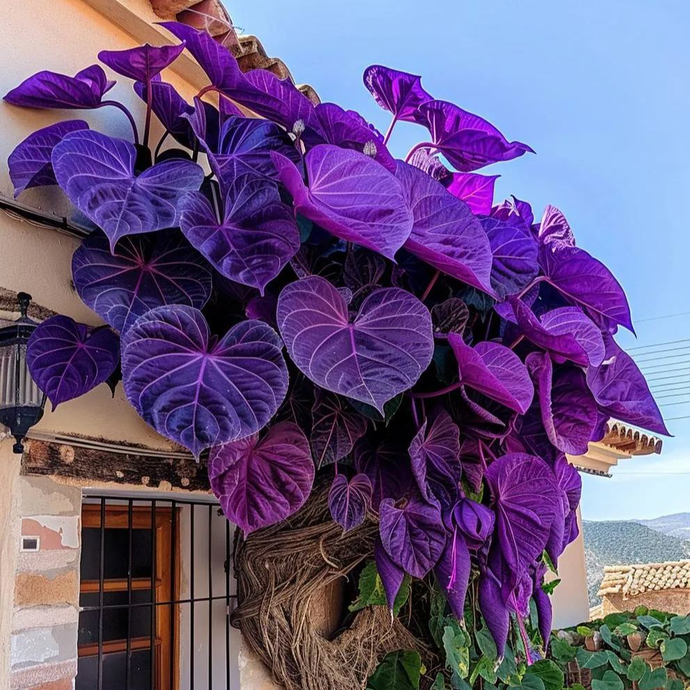 Semená viniča Purple Heart🌿💜