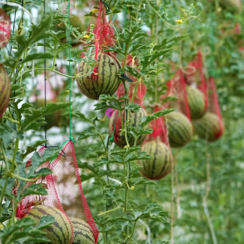 🍉 Semena melónu na potted