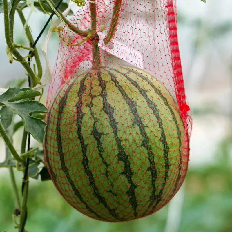 🍉 Semena melónu na potted