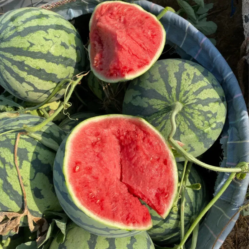 🍉 Semena melónu na potted