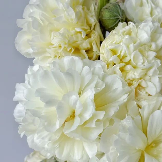 🌸Semená slezu dvojtého – ľahko sa pestujú