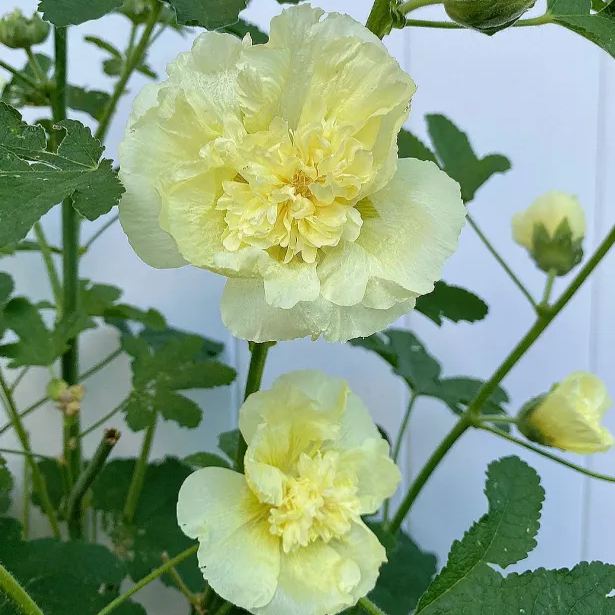 🌸Semená slezu dvojtého – ľahko sa pestujú