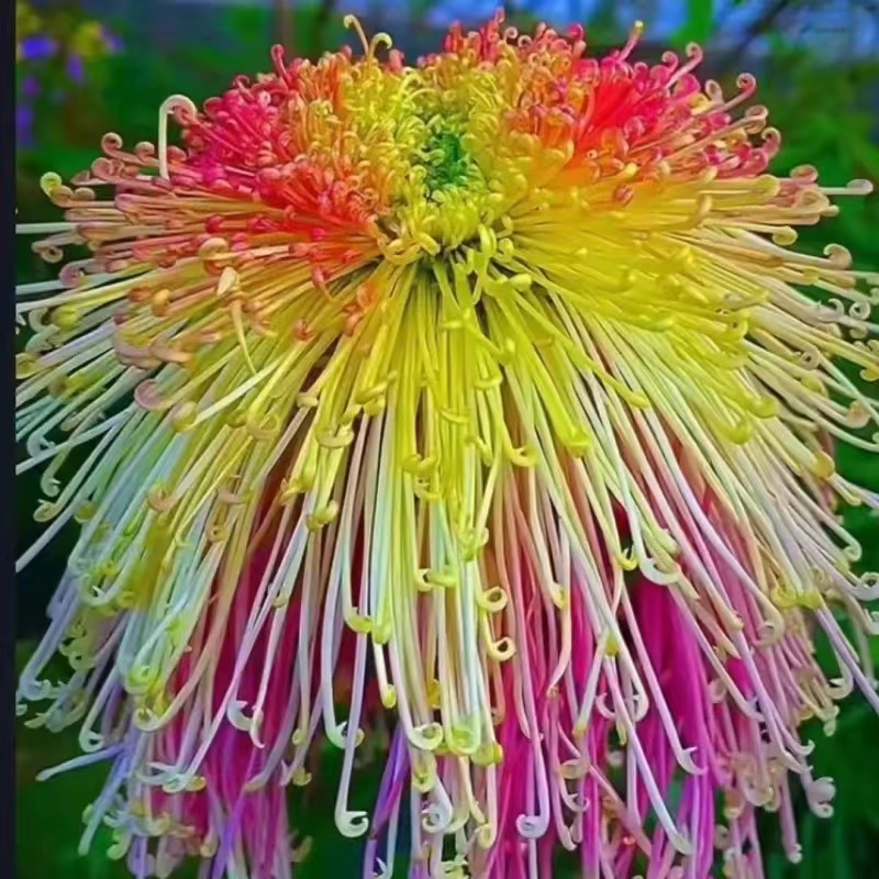 Beautiful Rare Spider Chrysanthemum 🌻 Very Easy