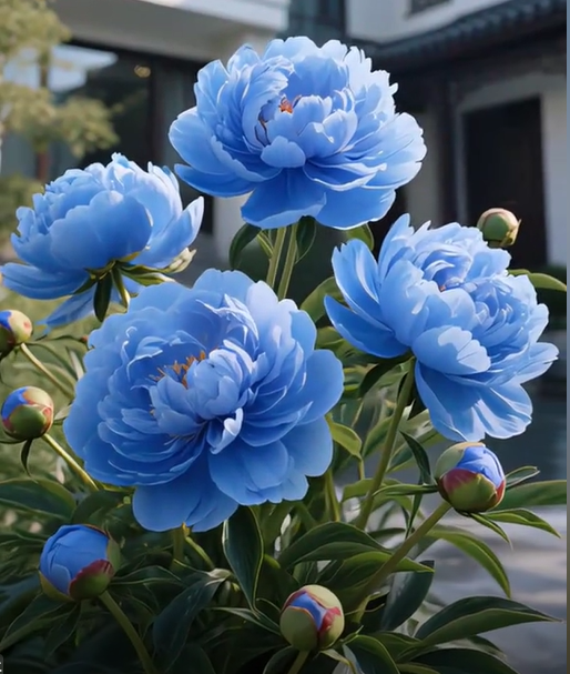 Pfingstrosen Samen – Symbol für Glück und Reichtum