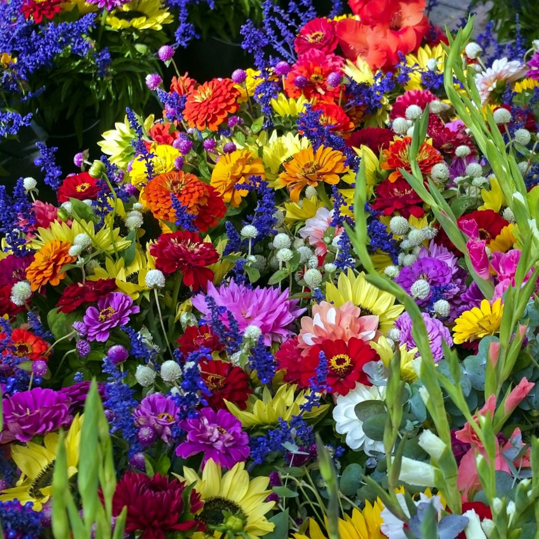 💐Viacfarebné semienka