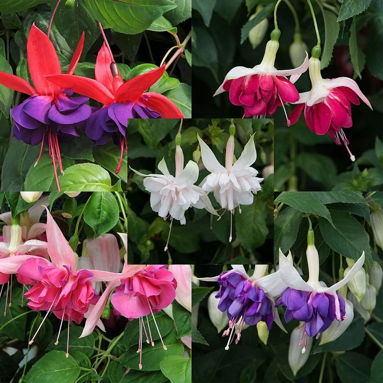 🌺Fuchsia Seeds - Lantern Flower