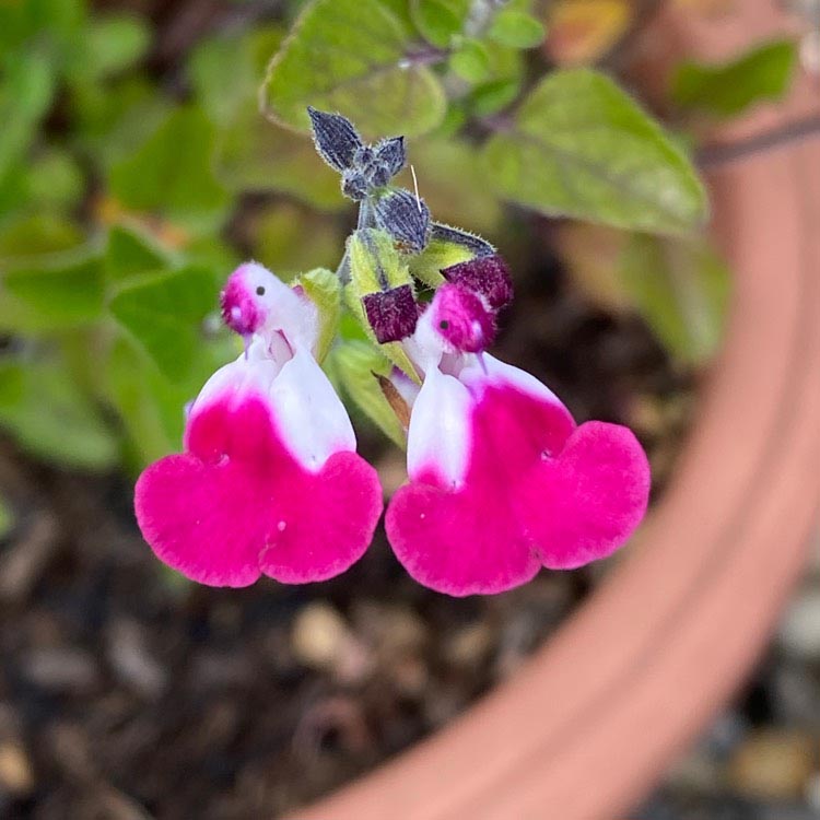 🦜🎁Salvia microphylla 'Hot Lips'