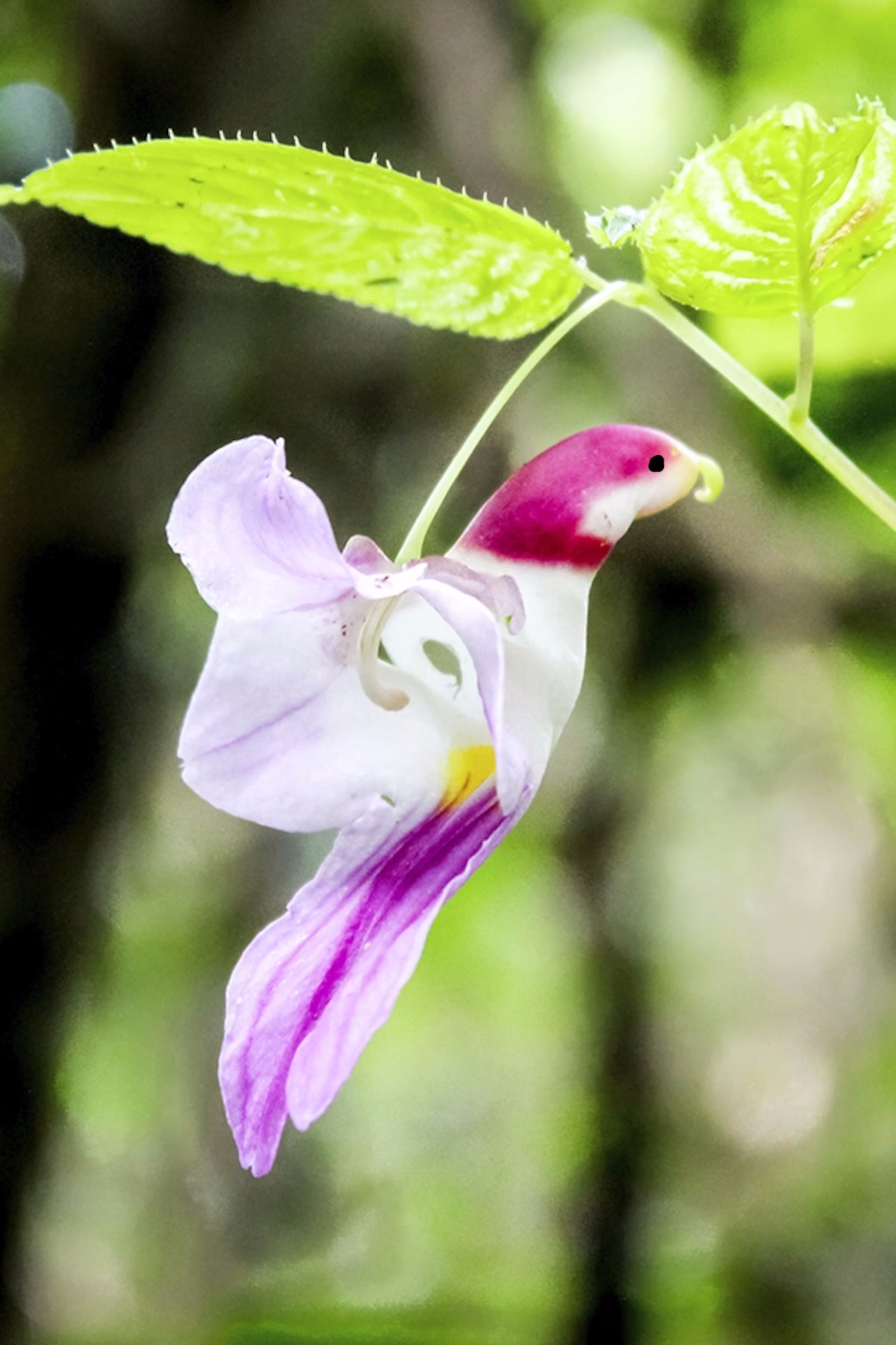 🦜Semienka papagájovej orchideje 🦜 Jednoduché na pestovanie