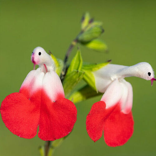 🦜🎁Salvia microphylla 'Hot Lips'