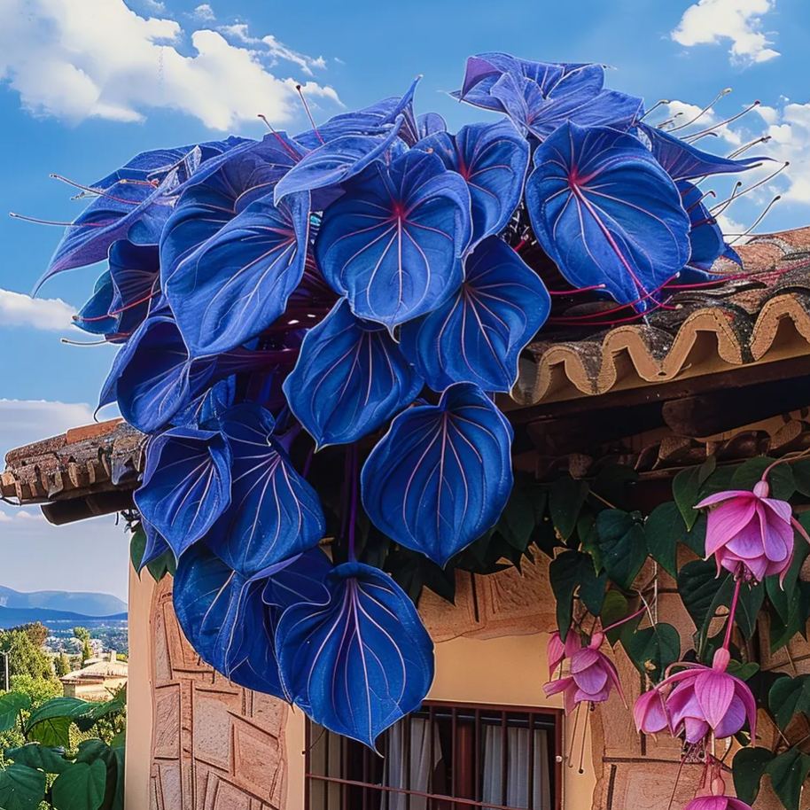 Semená viniča Purple Heart🌿💜