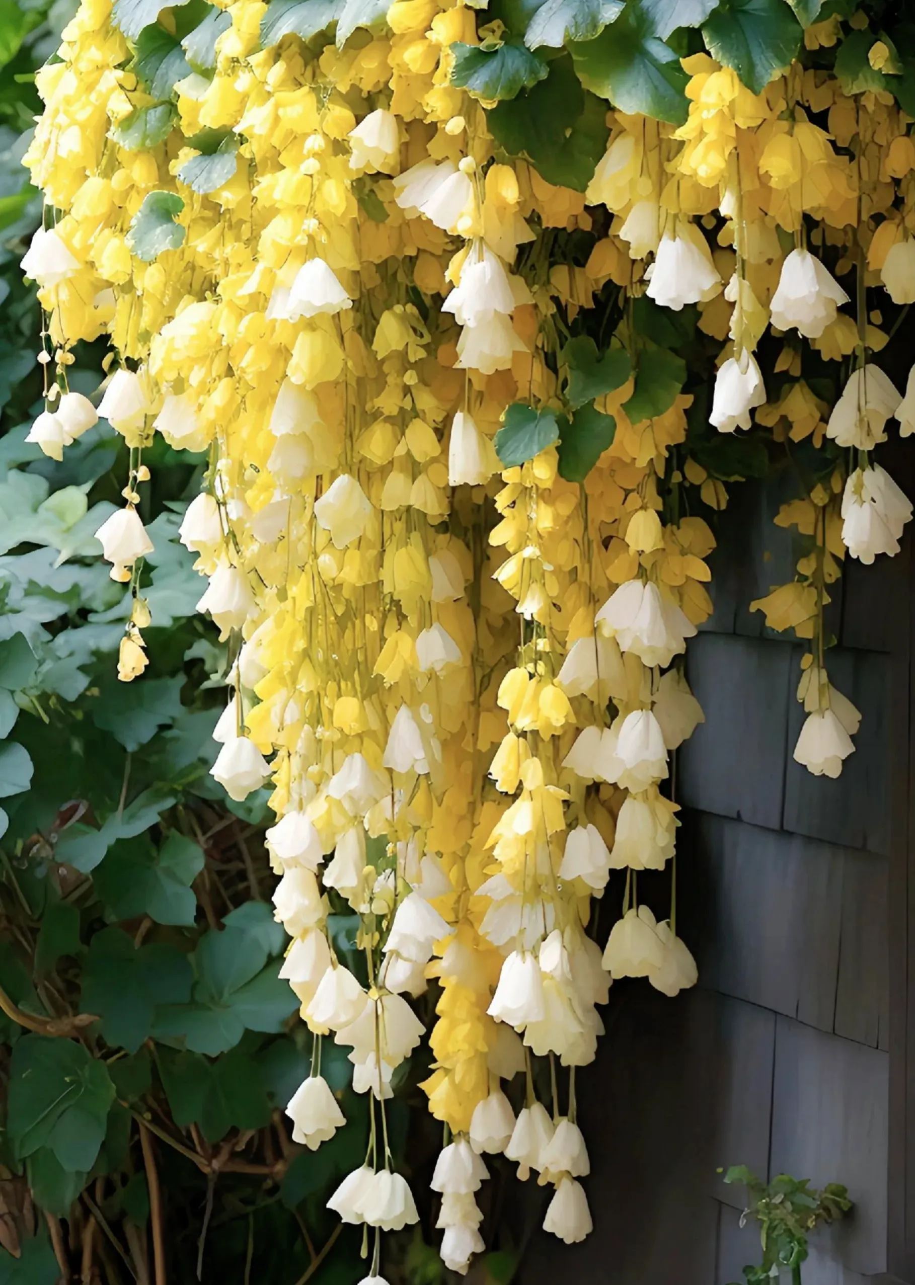 Begonia flower Seeds