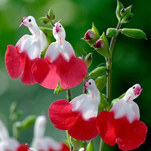 🦜🎁Salvia microphylla 'Hot Lips'