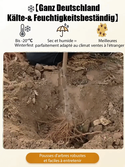 【Pêcher à chair rouge】Pousses d'arbres robustes et faciles à entretenir