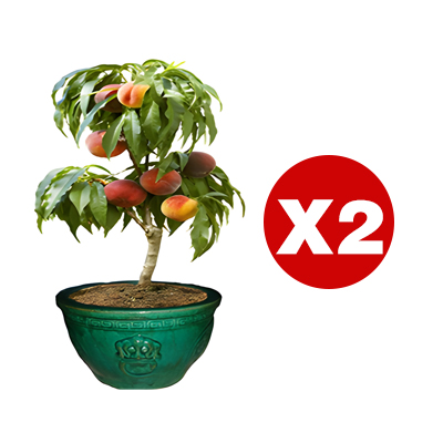 【Pêcher à chair rouge】Pousses d'arbres robustes et faciles à entretenir