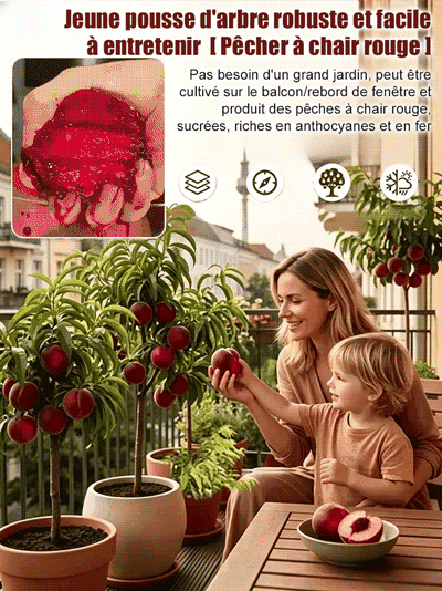 【Pêcher à chair rouge】Pousses d'arbres robustes et faciles à entretenir