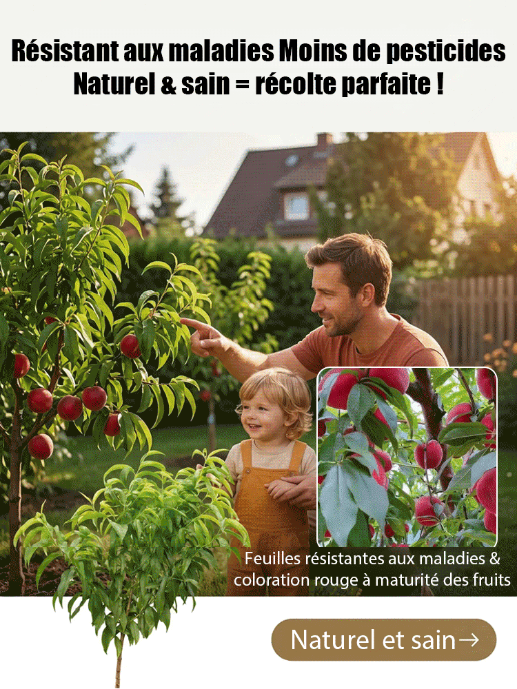 【Pêcher à chair rouge】Pousses d'arbres robustes et faciles à entretenir