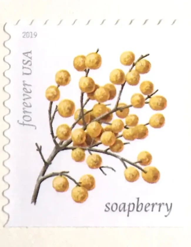 2019 USPS Winter Berries First Class Forever Postage Stamps