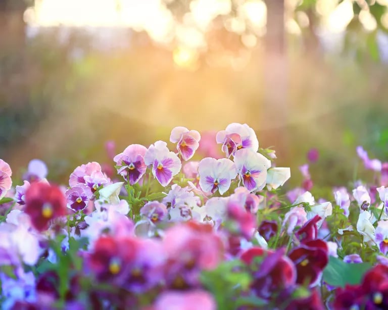 🌸Last Day 49% OFF-Outdoor Artificial Pansy Flowers💐