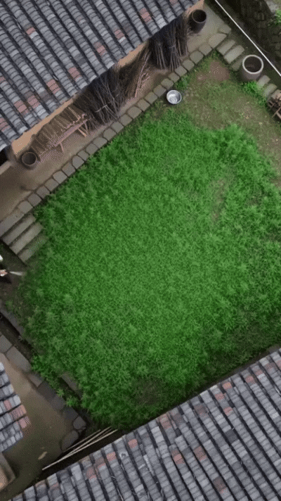 Weed killer demonstration