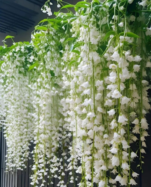 🌿❄️ Σπόροι από γιασεμί με άρωμα μεσάνυχτας 🌸