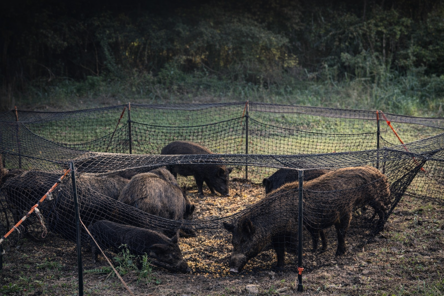 Engineered around hog behavior