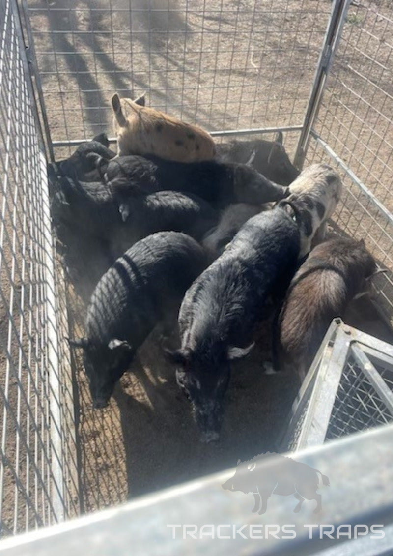 Hog Trap Gates and Triggers